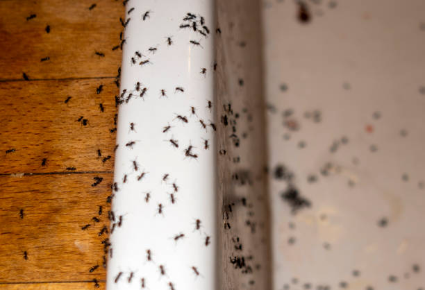 Spider Control Near Me in Marlborough, MA